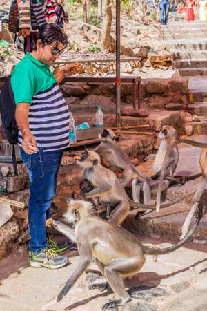 JUNAGADH, INDIA - FEBRUARY 10, 2017: Man feeding langur monkeys with biscuits at Girnar Hill, Gujarat state, Indiaのeditorial素材
