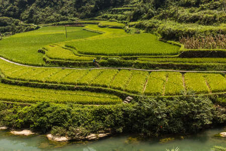 Paddy fields near Dehang Miao village, Hunan province, China
