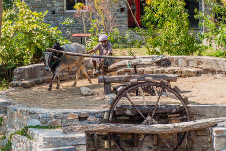 RANAKPUR, INDIA - FEBRUARY 13, 2017: Local man works with a zebu at a chain pump, Rajasthan state, Indiaのeditorial素材