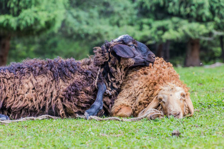 Sheep in Jeti Oguz valley, Kyrgyzstanの写真素材