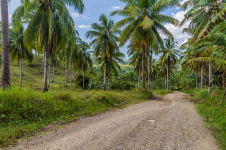 Country road on Bohol island, Philippinesの写真素材