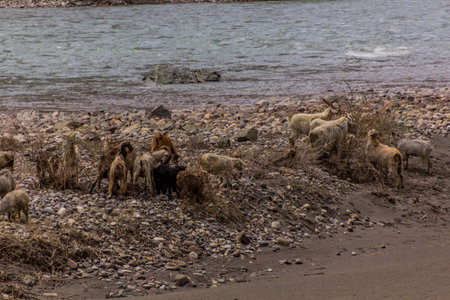 Herd of goats in Bartang valley in Pamir mountains, Tajikistanの写真素材