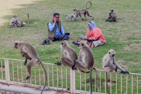 CHITTORGARH, INDIA - FEBRUARY 15, 2017: People sit on a grass among Langur monkeys at Chittor Fort...