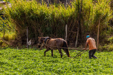 CONSTANZA, DOMINICAN REPUBLIC - DECEMBER 11, 2018: Ploughing with a horse near Constanza, Dominican Republicのeditorial素材