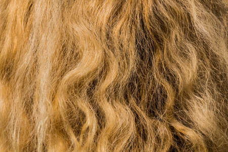 Detail of blonde curly hair