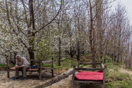 ALAMUT, IRAN - APRIL 4, 2018: Local man sitting under blossoming cherry trees in Alamut valley in...