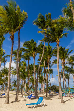 Palms at Bavaro beach, Dominican Republicのeditorial素材