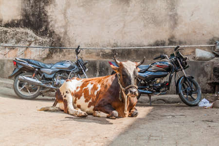 UDAIPUR, INDIA - FEBRUARY 12, 2017: Cow and motorbikes in Udaipur, Rajasthan state, Indiaのeditorial素材