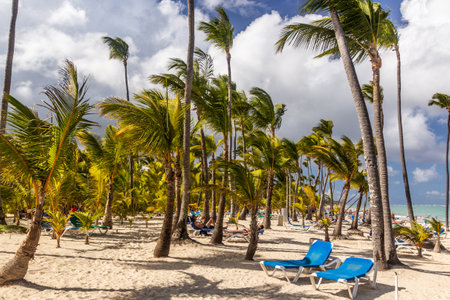 PUNTA CANA, DOMINICAN REPUBLIC - DECEMBER 8, 2018: Palms at Bavaro beach, Dominican Republicのeditorial素材