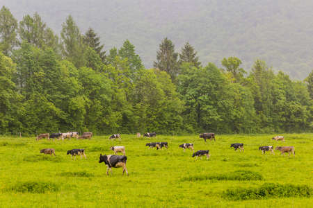 Cows on a meadow near Bovec village, Sloveniaの写真素材