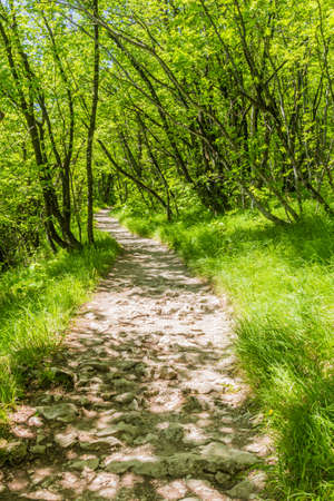 Hiking path in Plitvice Lakes National Park, Croatiaの写真素材