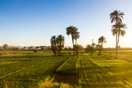 Lush fields along river Nile in Egyptの写真素材