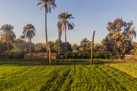 Lush fields along river Nile in Egyptの写真素材