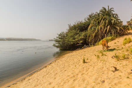 Cow at the river Nile banks, Egypt