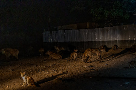 Hyenas in the streets of Harar, Ethiopia. They gather every evening on a specific spot to be fed.の写真素材