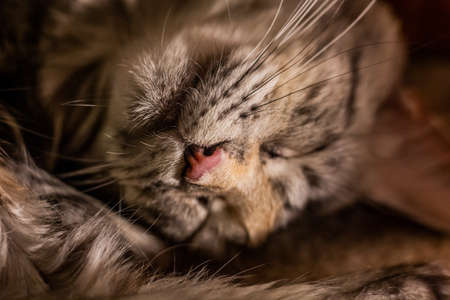 Snout of a young Maine Coon cat