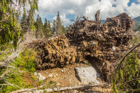 Fallen trees in Nizke Tatry mountains, Slovakiaの写真素材
