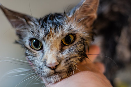 Young Maine Coon cat having bathの写真素材