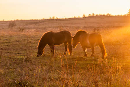 Exmoor pony horses in Milovice Nature Reserve, Czech Republic