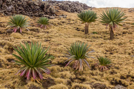 Giant lobelia (Lobelia rhynchopetalum) in Simien mountains, Ethiopia