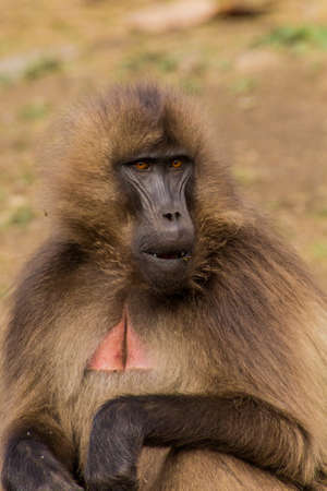 Gelada monkey (Theropithecus gelada) in Simien mountains, Ethiopiaの写真素材