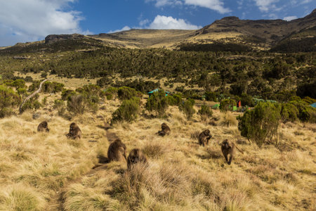 Gelada monkeys (Theropithecus gelada) in Simien mountains, Ethiopia