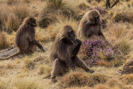 Gelada monkeys (Theropithecus gelada) in Simien mountains, Ethiopia