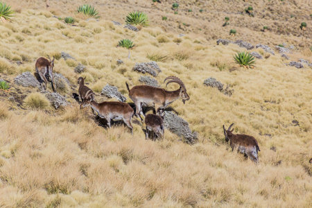 Walia ibexes (Capra walie) in Simien mountains, Ethiopia
