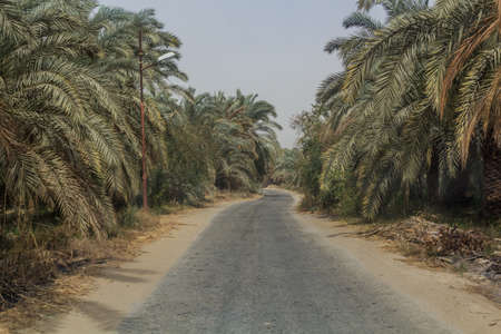 Road through a palm grove in Bahariya oasis, Egyptの写真素材