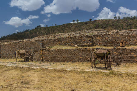 Donkeys in front of Dungur (Queen of Sheba) Palace ruins in Axum, Ethiopiaのeditorial素材