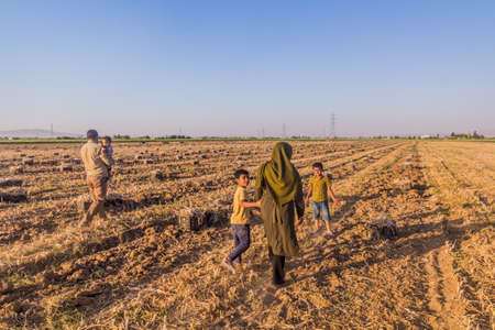 BAHAR, IRAN - JULY 13, 2019: Farming family on their garlic field near Bahar, Iran.のeditorial素材