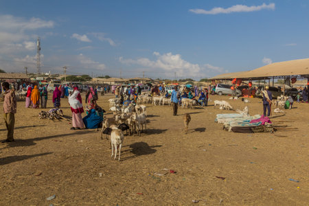 HARGEISA, SOMALILAND - APRIL 15, 2019: View of the goat market in Hargeisa, capital of Somalilandのeditorial素材