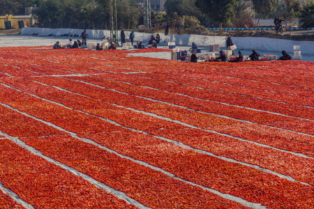 LUXOR, EGYPT - FEB 18, 2019: Local people sun drying tomatoes near Luxor, Egypt