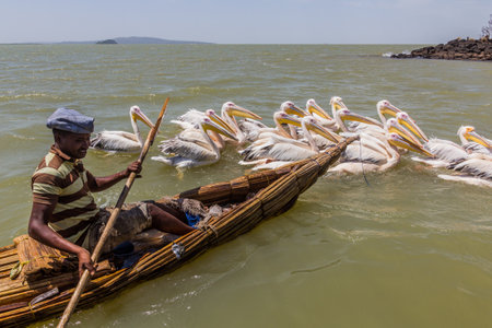 TANA, ETHIOPIA - APRIL 1, 2019: Local fisherman on a small boat and Great white pelicans (Pelecanus onocrotalus) at Tana lake, Ethiopiaのeditorial素材