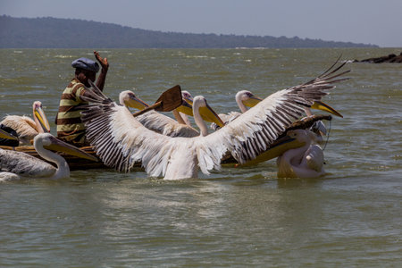 TANA, ETHIOPIA - APRIL 1, 2019: Local fisherman on a small boat and Great white pelicans (Pelecanus onocrotalus) at Tana lake, Ethiopiaのeditorial素材