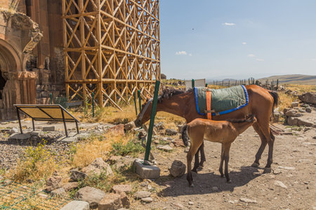 Horse with a foal next to the Cathedral of the ancient city Aniの写真素材
