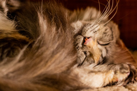 Snout of a young Maine Coon catの写真素材
