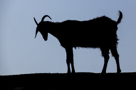 Black silhouette of a goatの写真素材