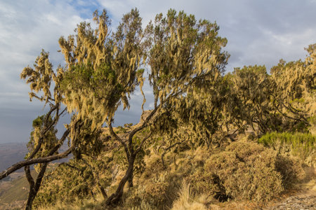 Beard lichens on trees in Simien mountains, Ethiopia
