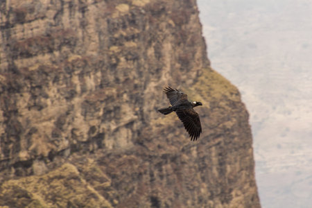 Thick-billed raven (Corvus crassirostris) in Simien mountains, Ethiopia