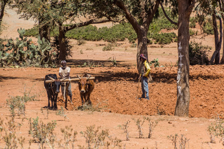 TIGRAY, ETHIOPIA - MARCH 22, 2019: Local man plowing a field with oxen in Tigray region, Ethiopiaのeditorial素材