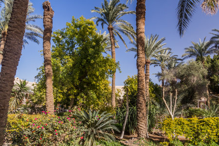 Palm garden of the monastery of Saint Mary El-Sourian in Wadi El Natrun, Egyptの写真素材