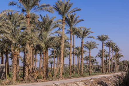 Palm grove in Dahshur, Egyptの写真素材