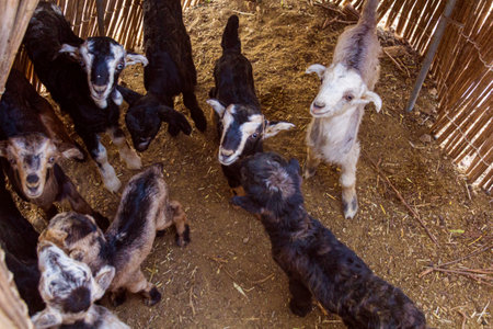 Goats in a nomad camp in Zagros mountains, Iranの写真素材