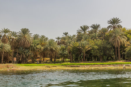Palms at the banks of the river Nile, Egyptの写真素材