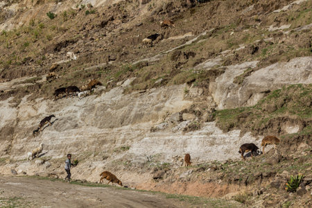 LALIBELA, ETHIOPIA - MARCH 30, 2019: Boy with a herd of sheep near Lalibela, Ethiopiaのeditorial素材