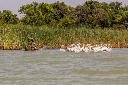 TANA, ETHIOPIA - APRIL 1, 2019: Local fisherman on a small boat and Great white pelicans (Pelecanus onocrotalus) at Tana lake, Ethiopiaのeditorial素材