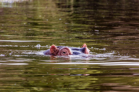 Hippopotamus (Hippopotamus amphibius) in Awassa lake, Ethiopiaの写真素材
