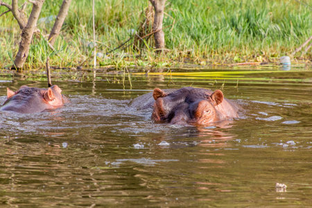Hippopotamus (Hippopotamus amphibius) in Awassa lake, Ethiopiaの写真素材