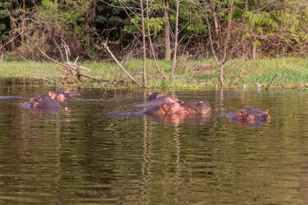 View of Hippopotamus (Hippopotamus amphibius) swimming in Awassa lake, Ethiopiaの写真素材